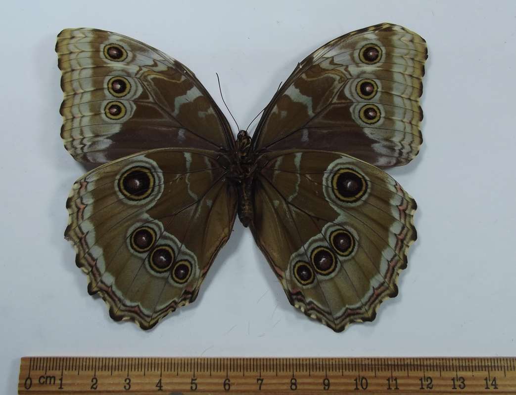 Female - Ventral View<br>(Origin of the Specimen: Ahuachapan, 250 Meters, El Sal. Dec)