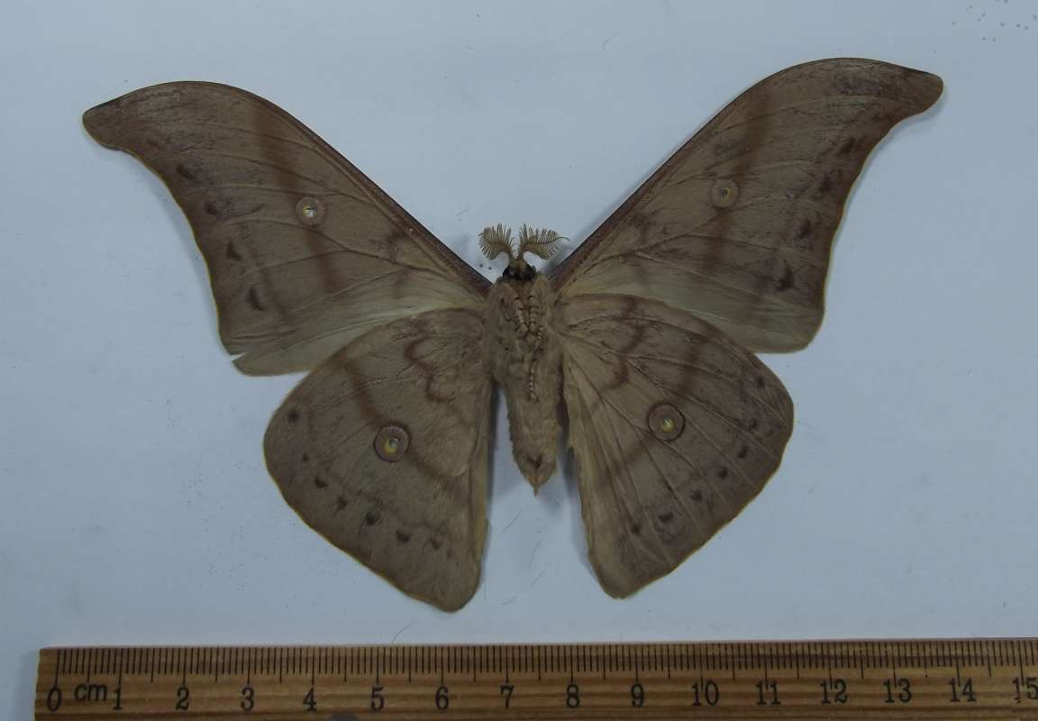 Male - Ventral View<br>(Origin of the Specimen: Hunon Isle, Dec. 2009)