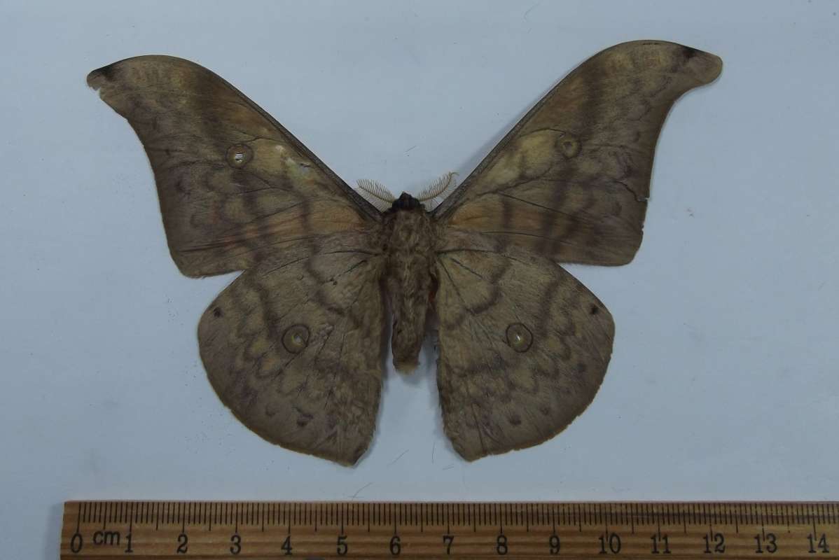 Male - Ventral View<br>(Origin of the Specimen: Laos, Sept. 2009)