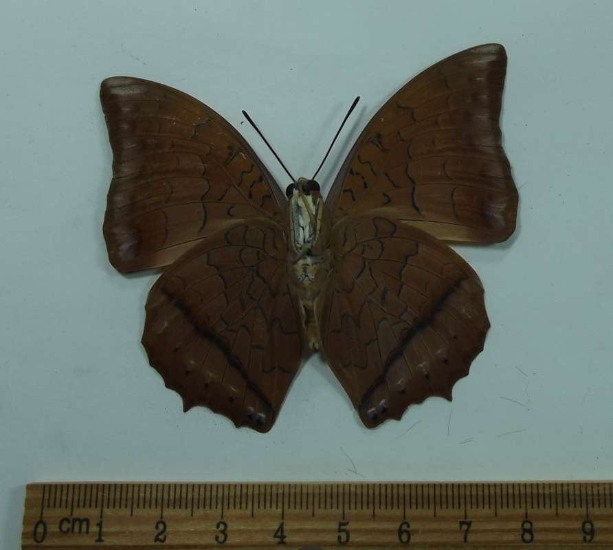 Male - Ventral View<br>(Origin of the Specimen: Laos, August 1999)
