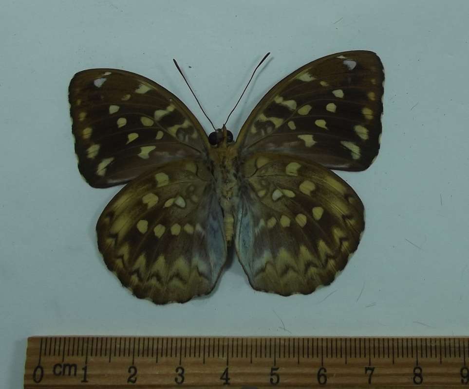 Male - Ventral View<br>(Origin of the Specimen: Timikia, Eastern Indonesia)