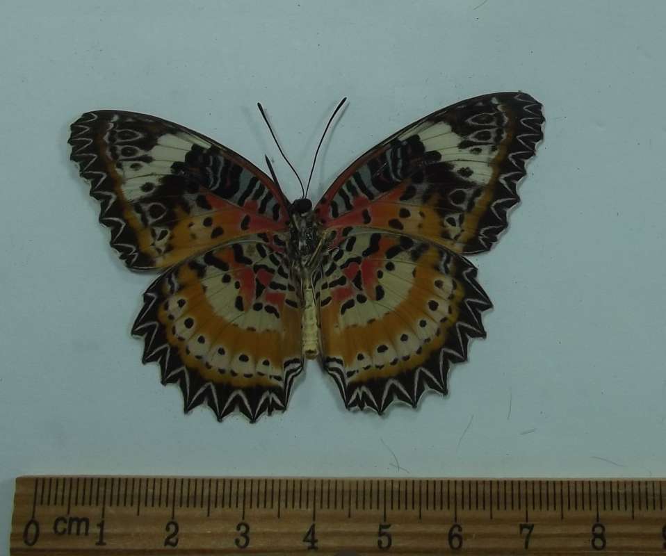 Male - Ventral View<br>(Origin of the Specimen: Laos, August 1999)