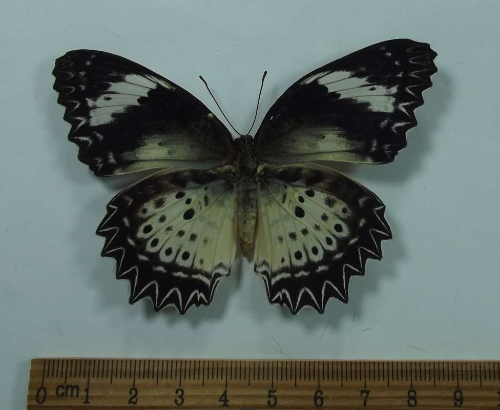 Female - Dorsal View<br>(Origin of the Specimen: Laos, August 1999)