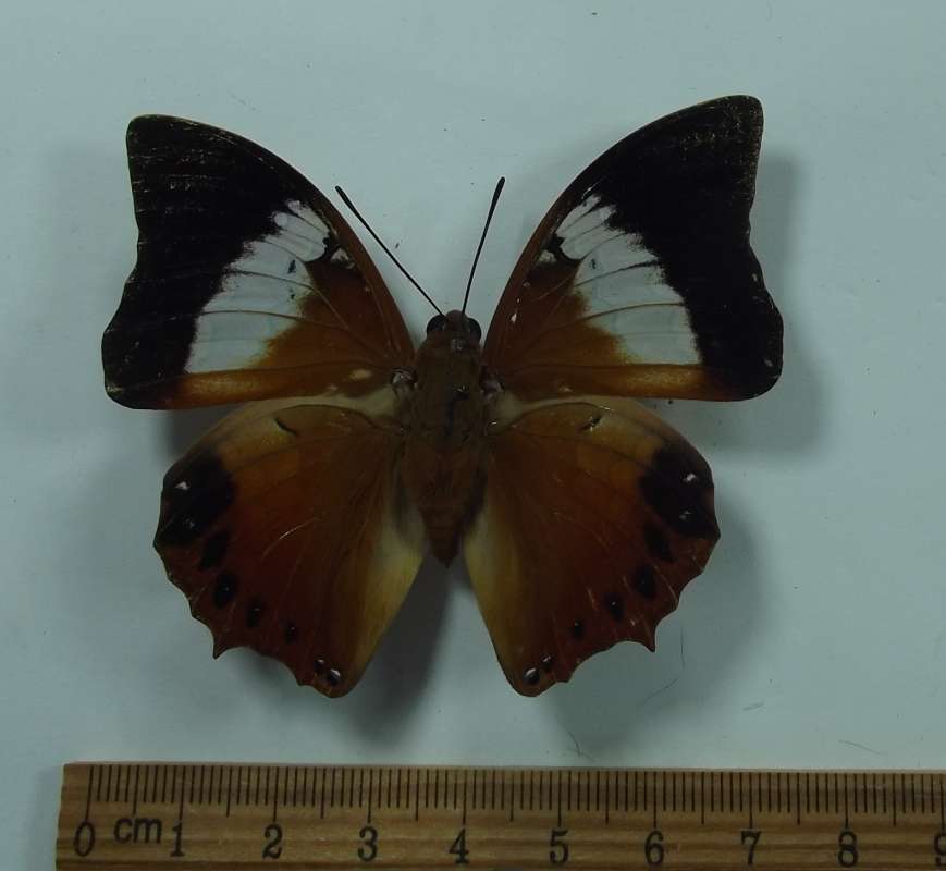 Female - Dorsal<br>(Origin of the Specimen: Laos, August 1999)