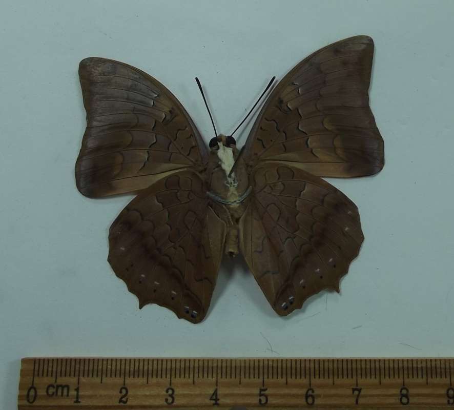 Female - Ventral<br>(Origin of the Specimen: Laos, August 1999)