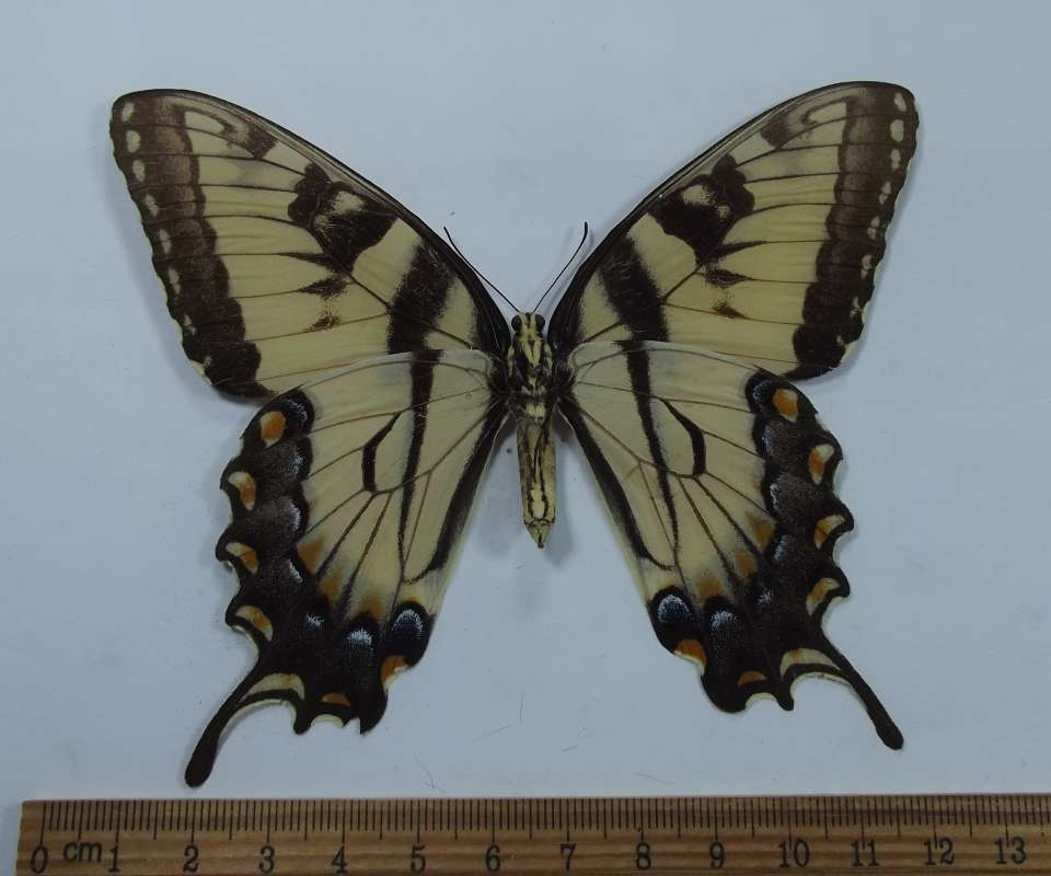 Female - Ventral View<br>(Origin of the Specimen: Tampa, Florida, July 2001)