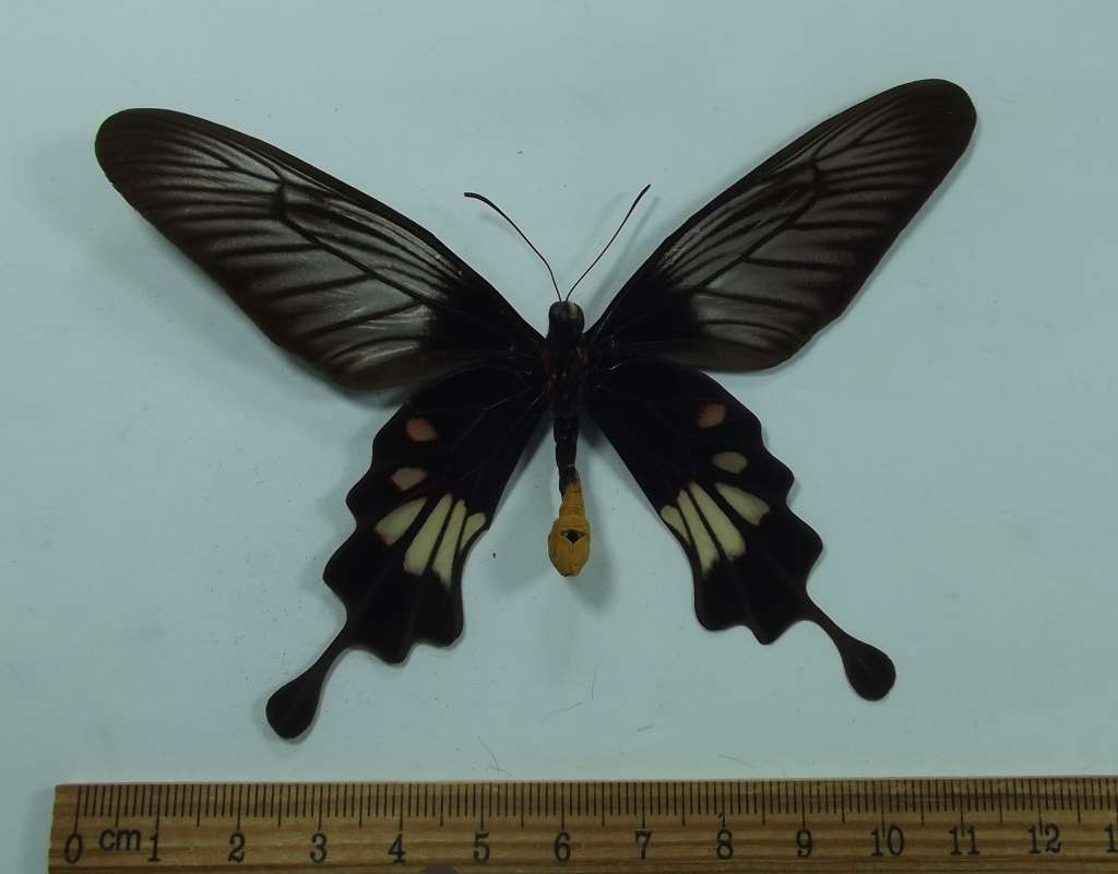 Male - Ventral View<br>(Origin of the Specimen: Celebes, August, 1989)