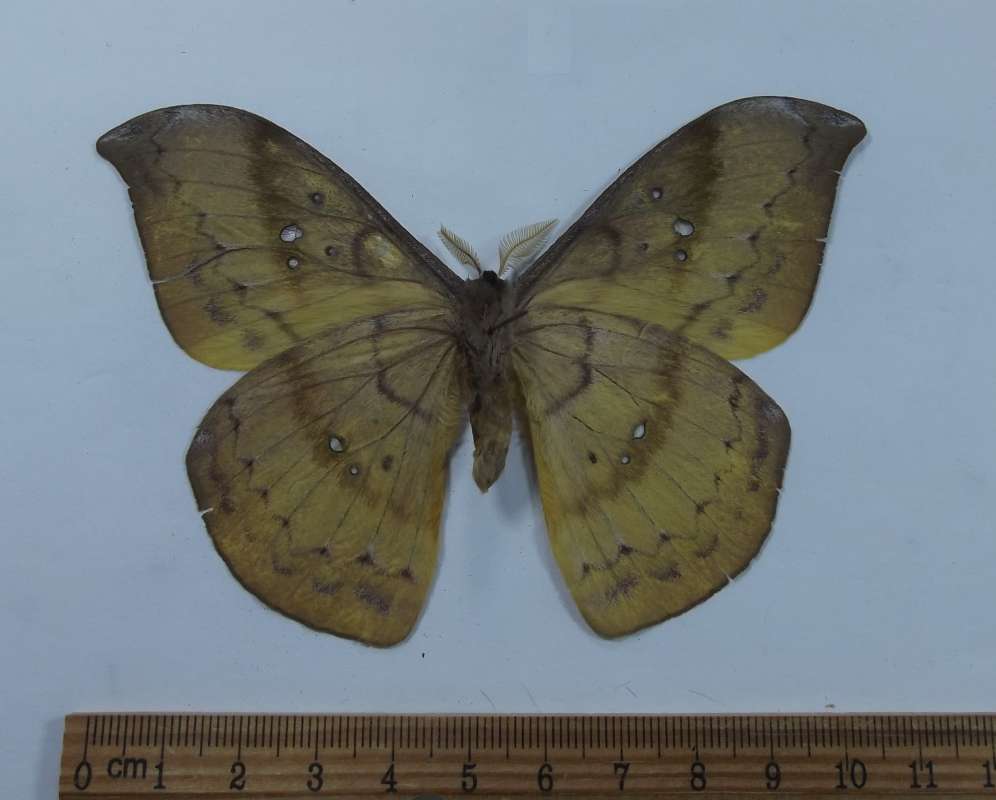 Male - Ventral View<br>(Origin of the Specimen: Sierra de Los Tuxlas, Mex, June '78)