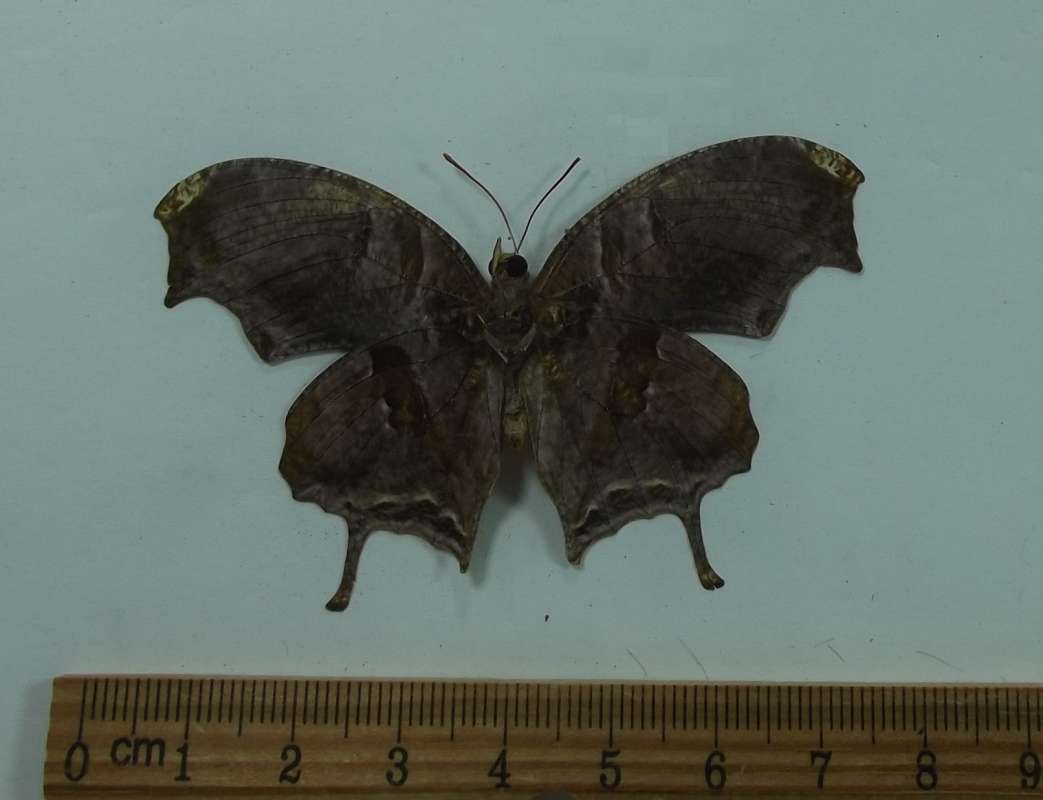 Male - Ventral Viw<br>(Origin of the Specimen: Bolivia, May 1998)