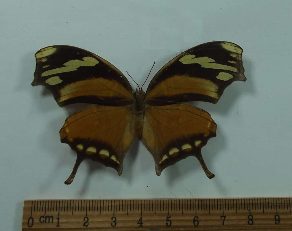 Female - Dorsal View<br>(Origin of the Specimen: Bolivia, May 1998)