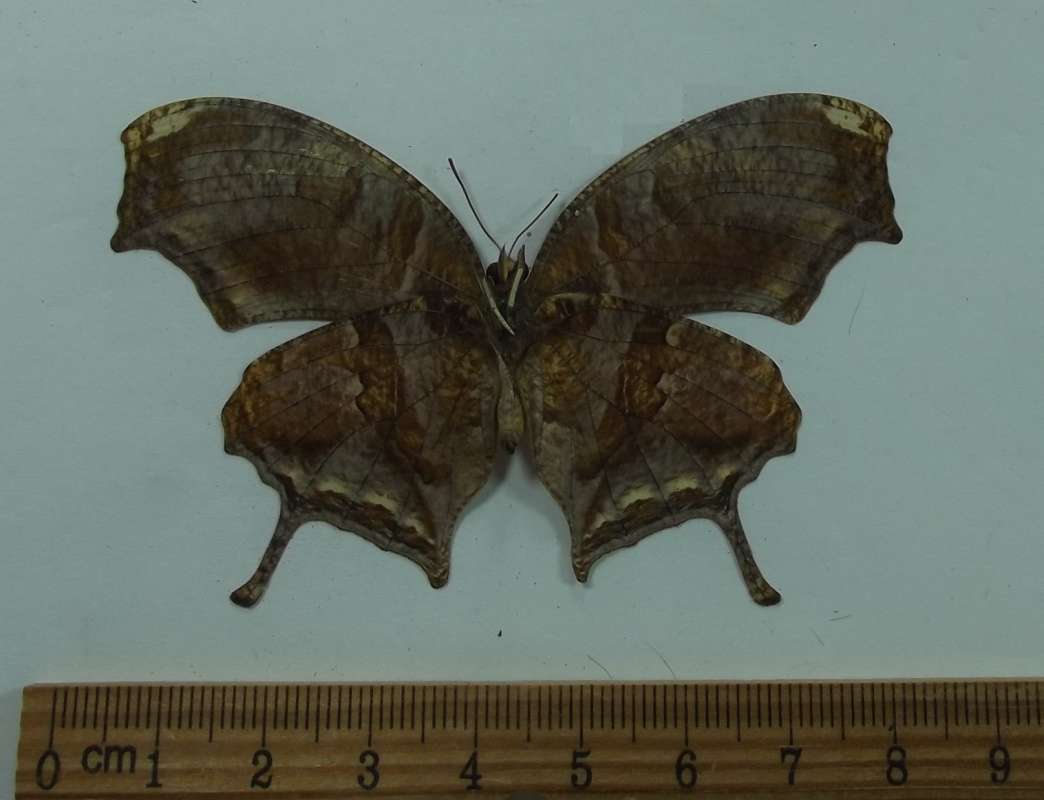 Female - Ventral View<br>(Origin of the Specimen: Bolivia, May 1998)