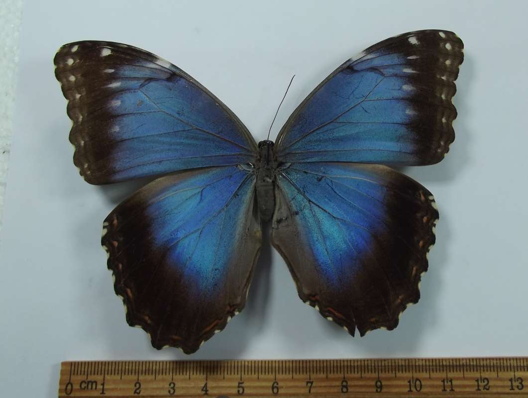 Female - Dorsal View<br>(Origin of the Specimen: Oaxaca, 2015)