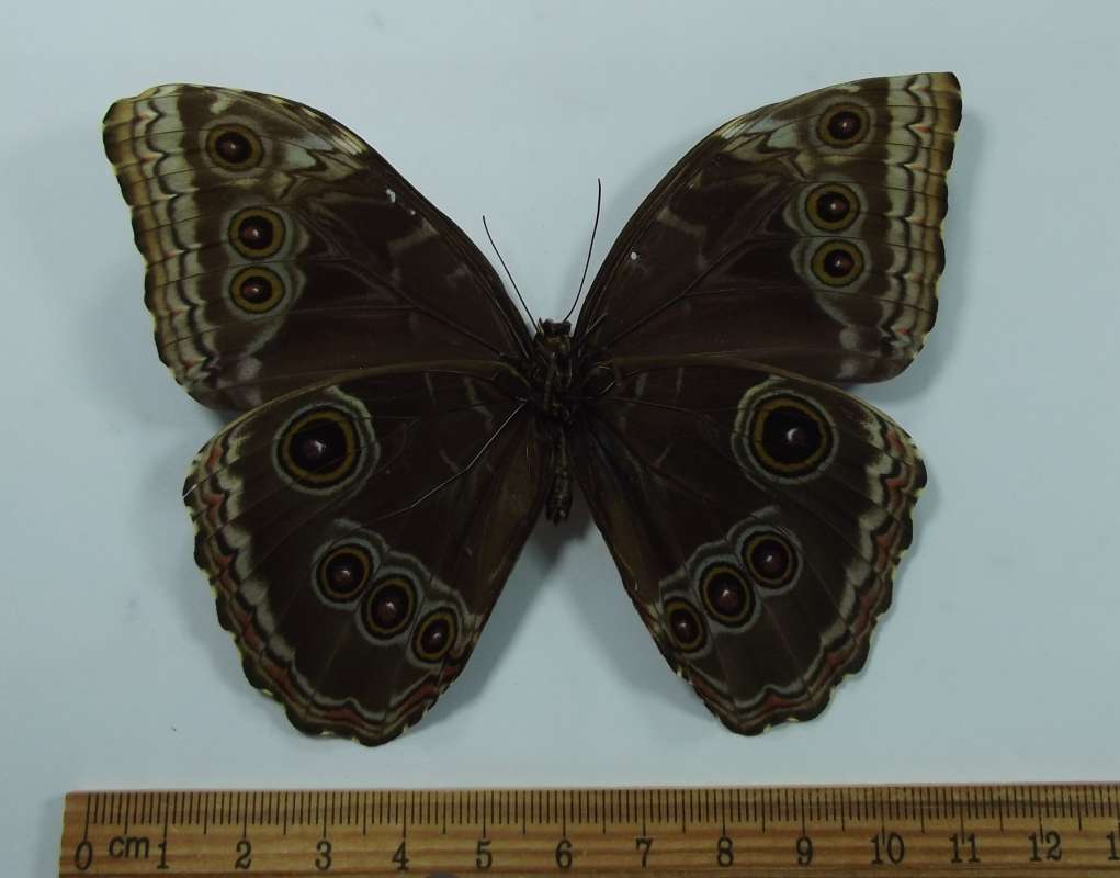 Male - Ventral View<br>(Origin of the Specimen: Ahuachapan, El Salvador, Dec. 2010)