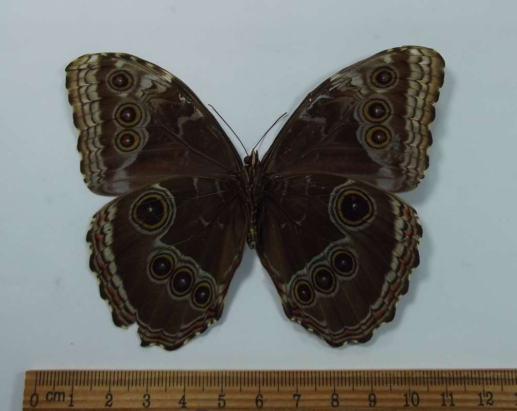 Female - Ventral View<br>(Origin of the Specimen: Ahuachapan, El Salvador, Dec. 2010)