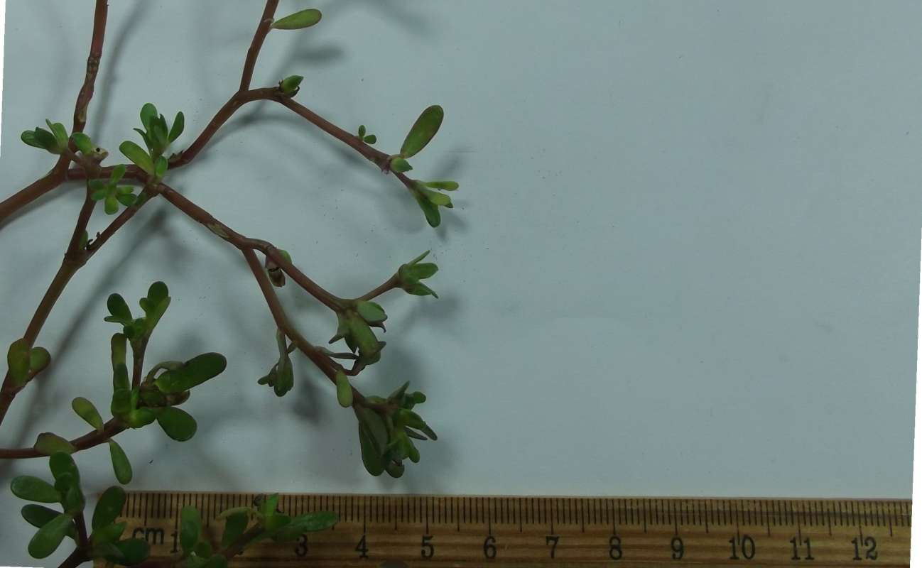 Very Close View of Leaves - Prepared Specimen<br>(Origin of the Specimen: Round Lake, Illinois, USA, Fall '16)