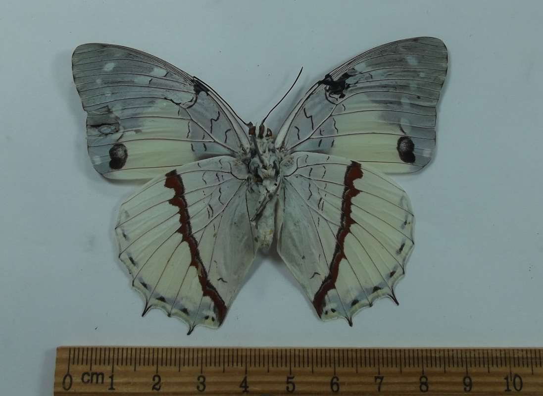 Female - Ventral View - Repaired<br>(Origin of the Specimen: Uganda, July 1971)