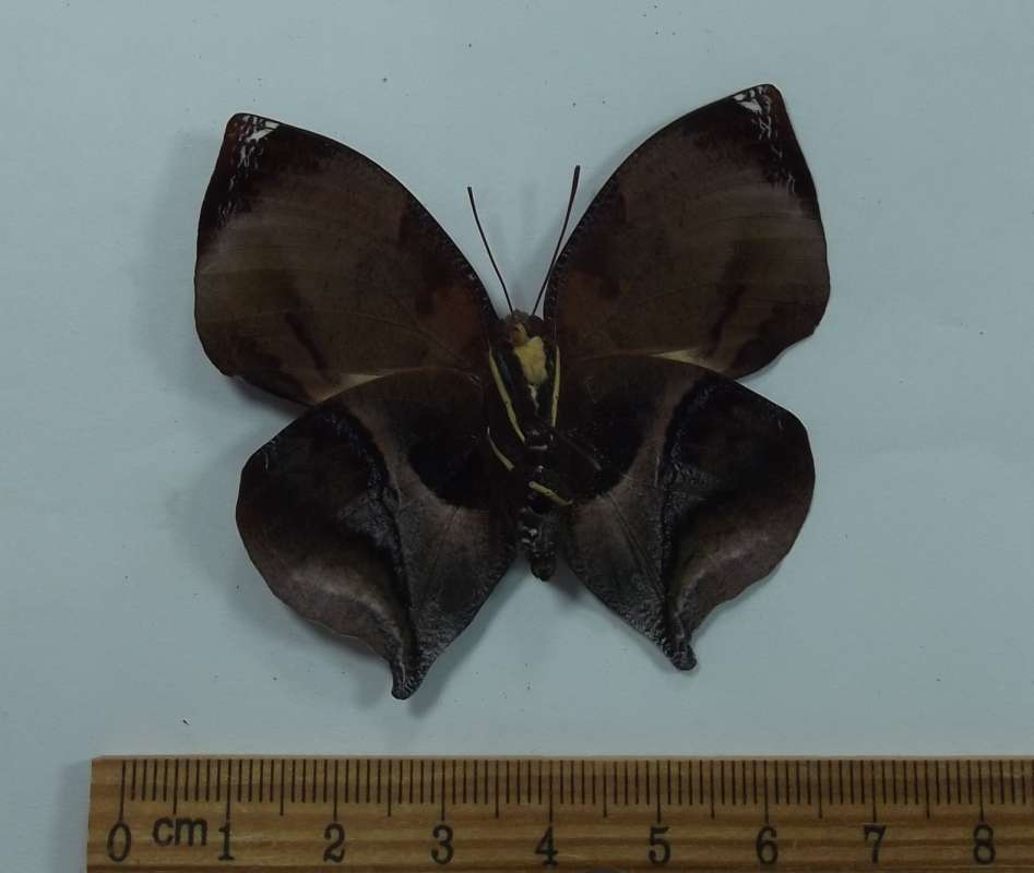 Male - Ventral View<br>(Origin of the Specimen: Santa Catarina, Brazil, July)