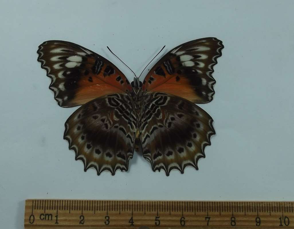 Male - Ventral View<br>(Origin of the Specimen: Bachan Isle, May 19999)