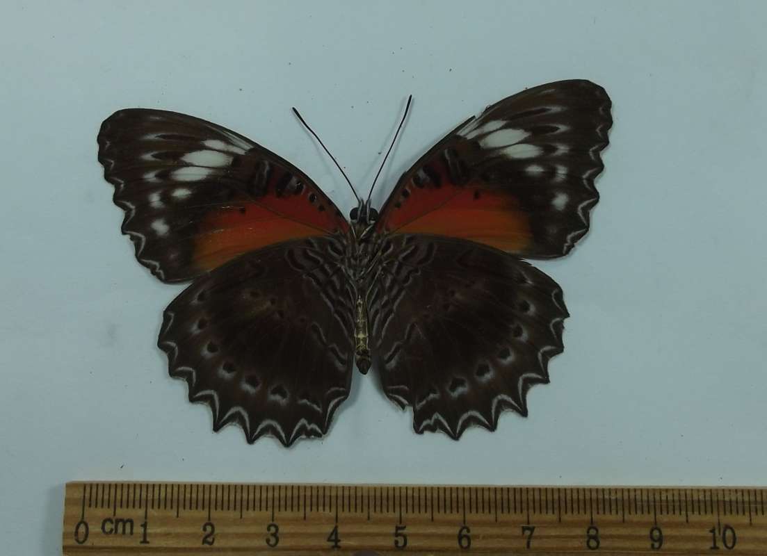 Female - Ventral View<br>(Origin of the Specimen: Bachan Isle, May 19999)