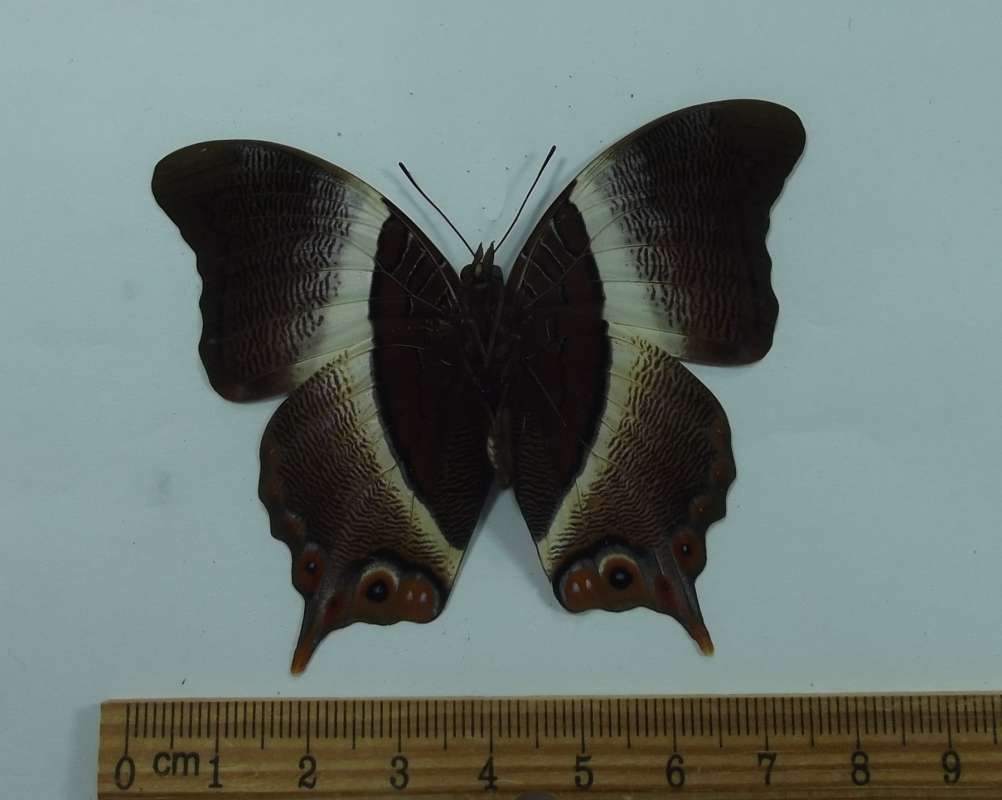 Male - Ventral View<br>(Origin of the Specimen: Uganda, June 30, 1978)