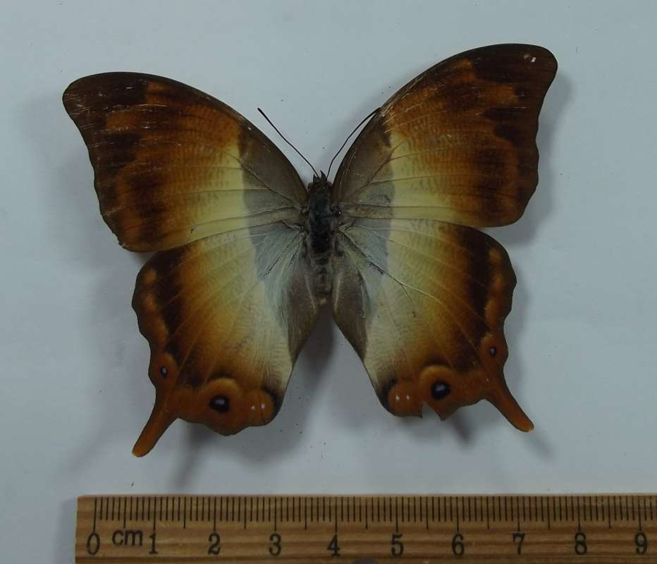 Female - Dorsal View<br>(Origin of the Specimen: Uganda, June 30, 1978)