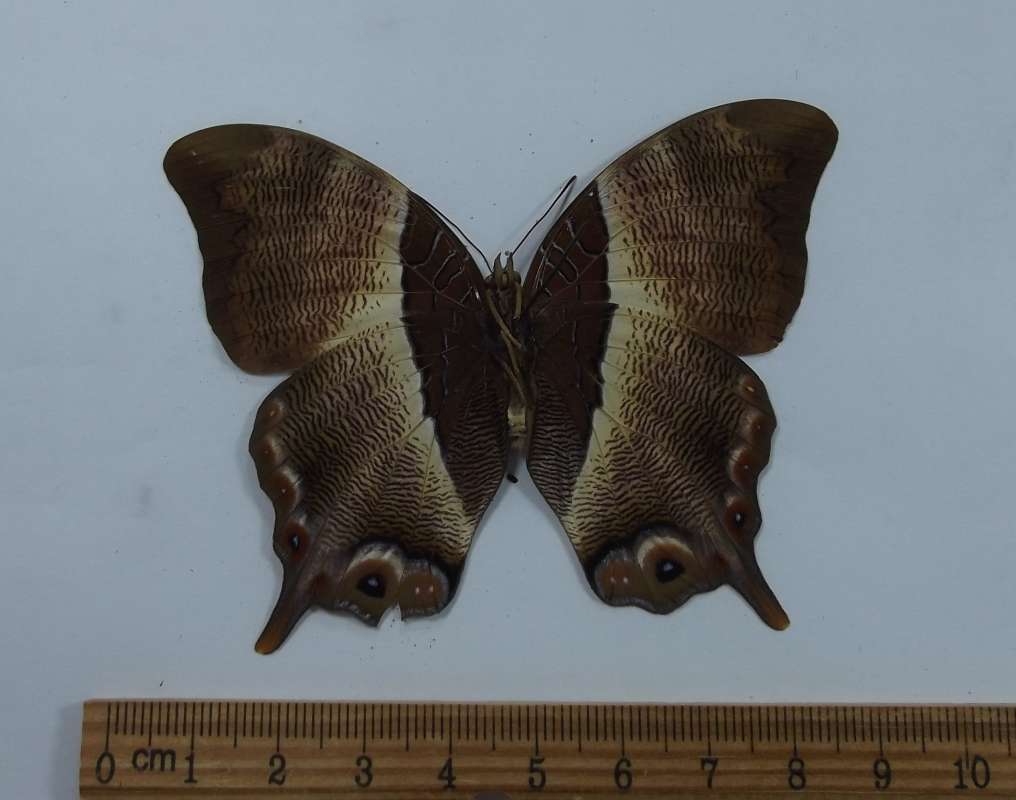 Female - Ventral View<br>(Origin of the Specimen: Uganda, June 30, 1978)