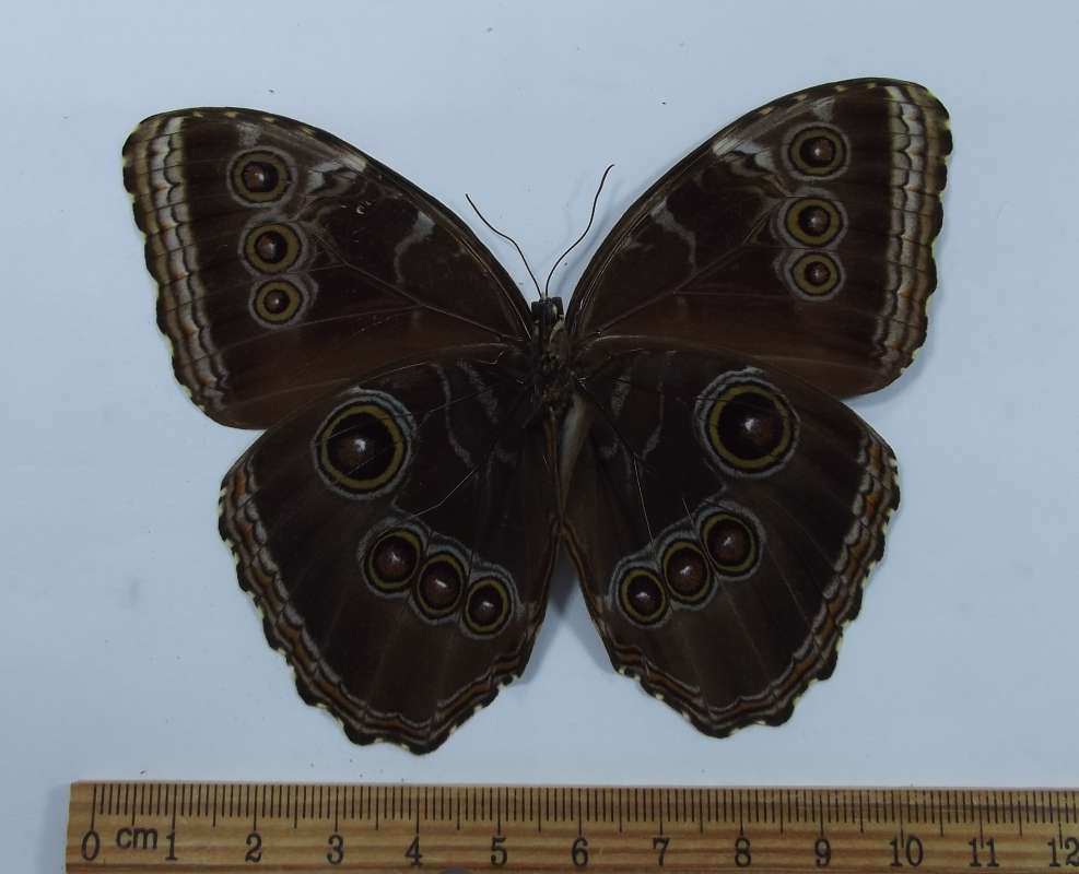 Female - Ventral View<br>(Origin of the Specimen: Venezuela, May 2001)
