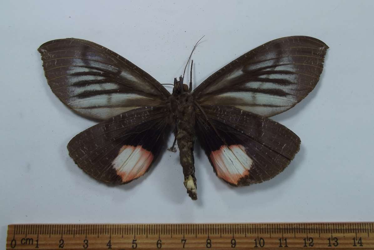 Male - Ventral View<br>(Origin of the Specimen: Assam, India, June 3, 1949)