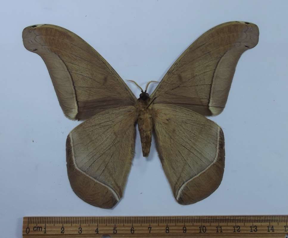 Male - Ventral View<br>(Origin of the Specimen: Bolivia, Jan 2000)