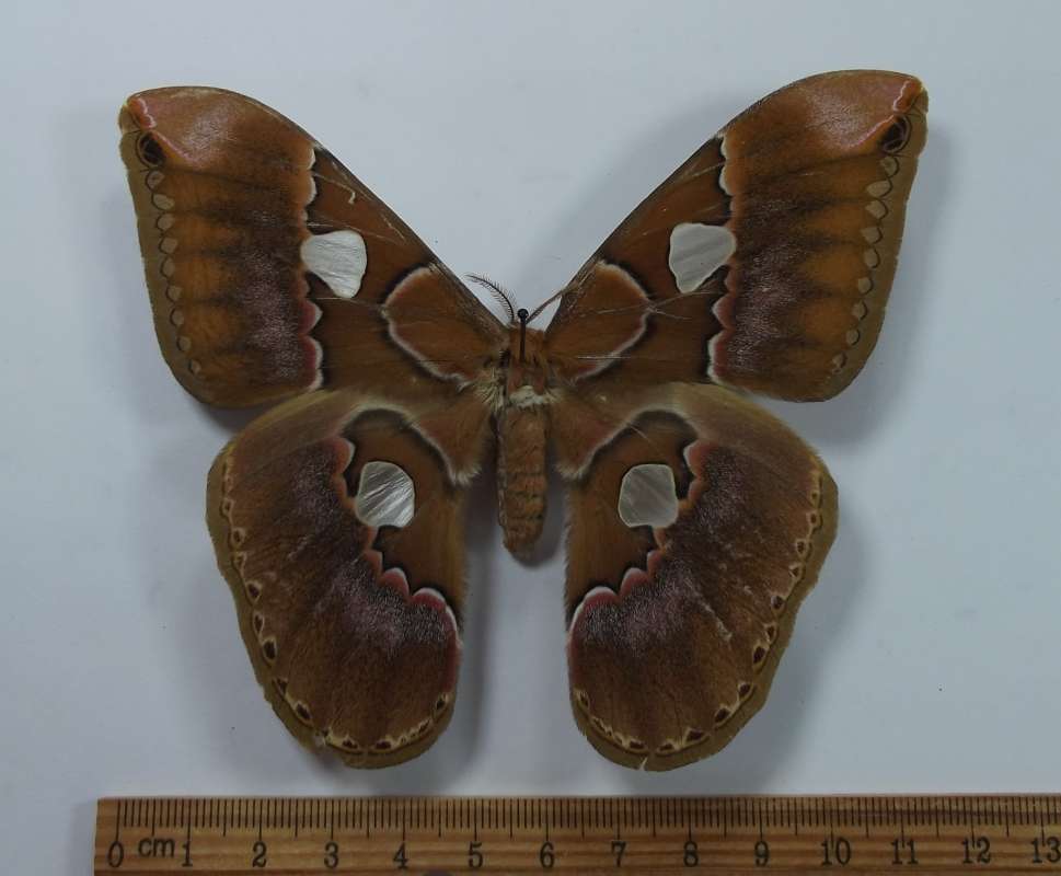 Female - Dorsal View<br>(Origin of the Specimen: Ecuador, May 2009)