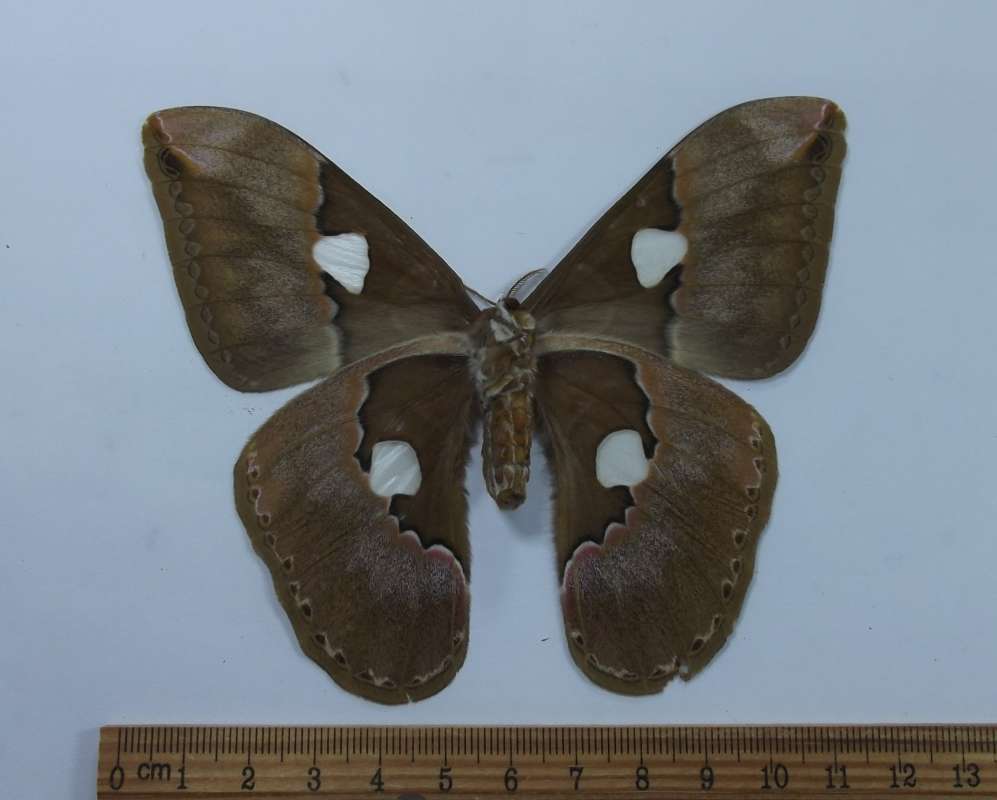 Female - Ventral View<br>(Origin of the Specimen: Ecuador, May 2009)