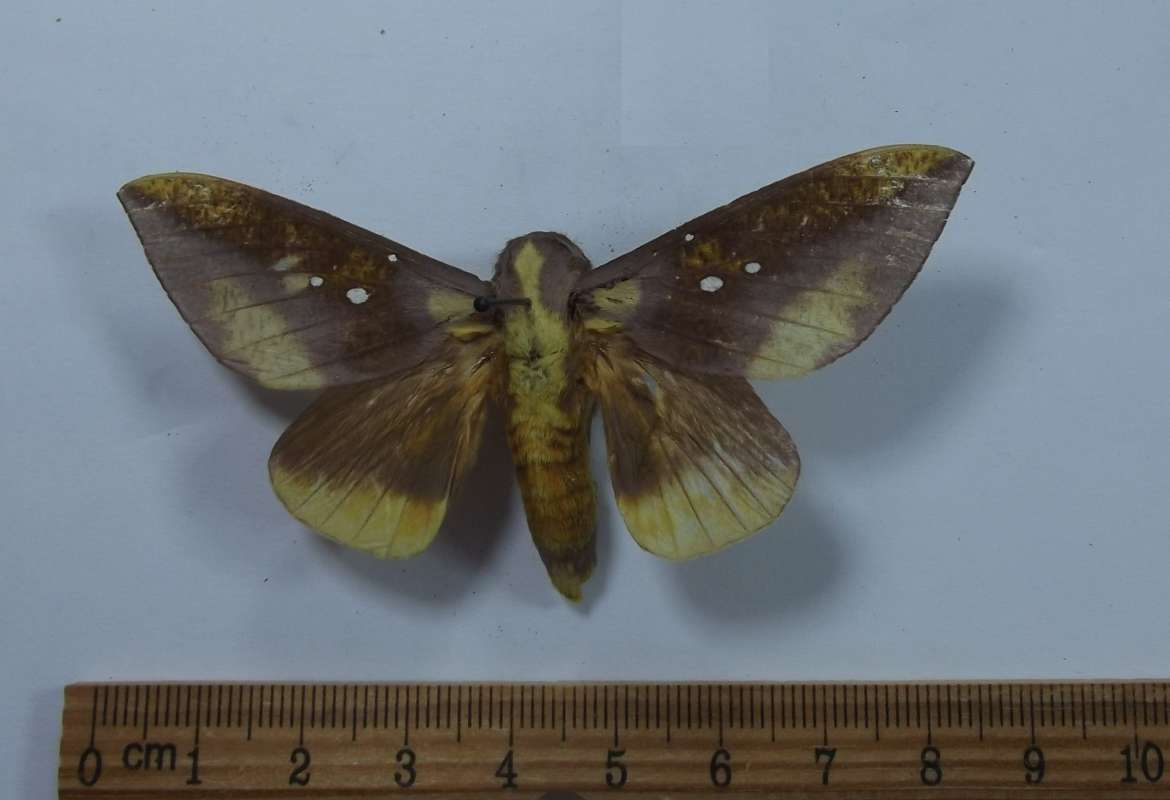 Female - Dorsal View<br>(Origin of the Specimen: Rio Vermelho, Braz, Nov. 1956)