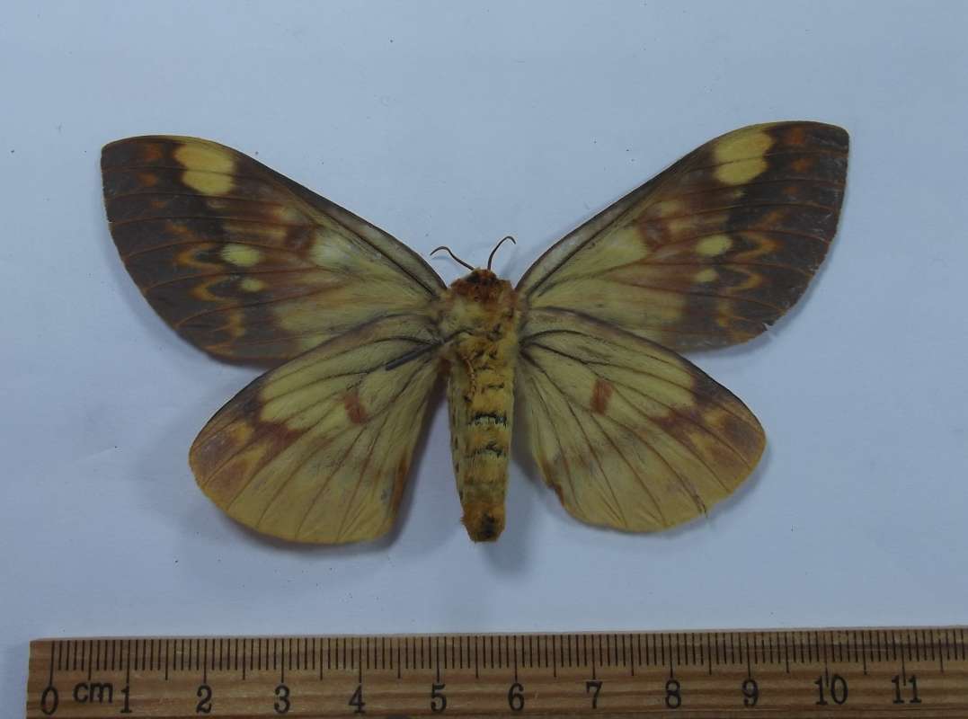 Female - Ventral View<br>(Origin of the Specimen: Mexico, June 1989)