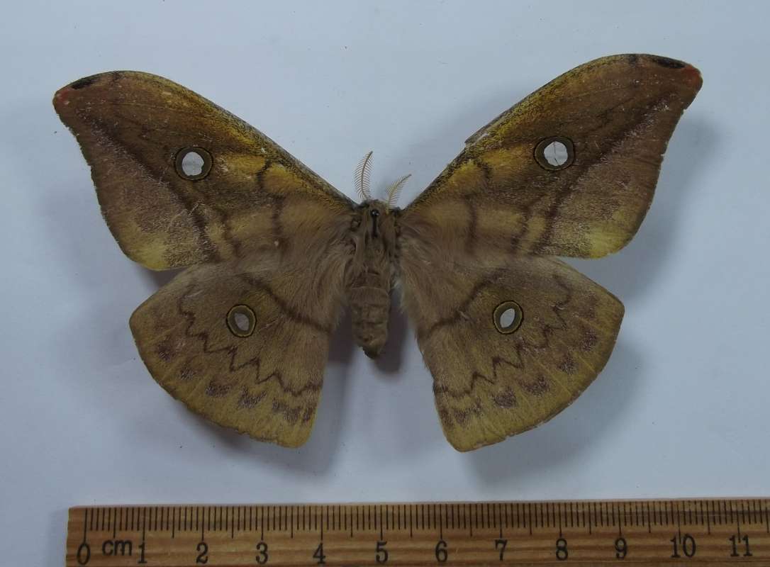 Female - Dorsal View<br>(Origin of the Specimen: St. Catarina, Brazil, May)