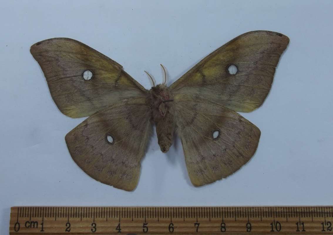 Female - Ventral View<br>(Origin of the Specimen: St. Catarina, Brazil, May)