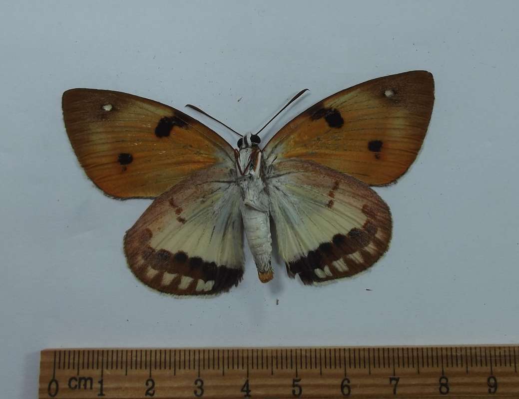 Female - Ventral View<br>(Origin of the Specimen: San Martin, Peru, April 1998)