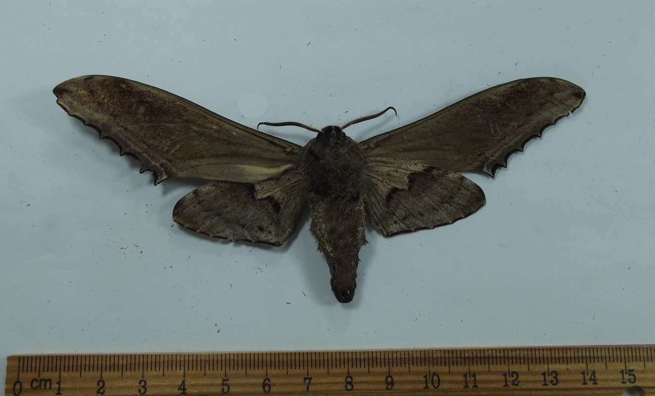 Male - Ventral View<br>(Origin of the Specimen: Laos)
