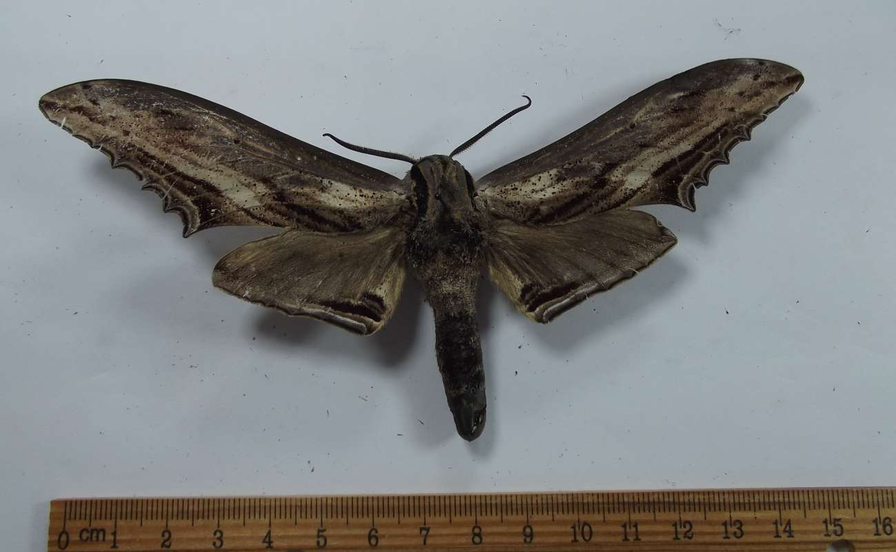 Female - Dorsal View<br>(Origin of the Specimen: Laos)