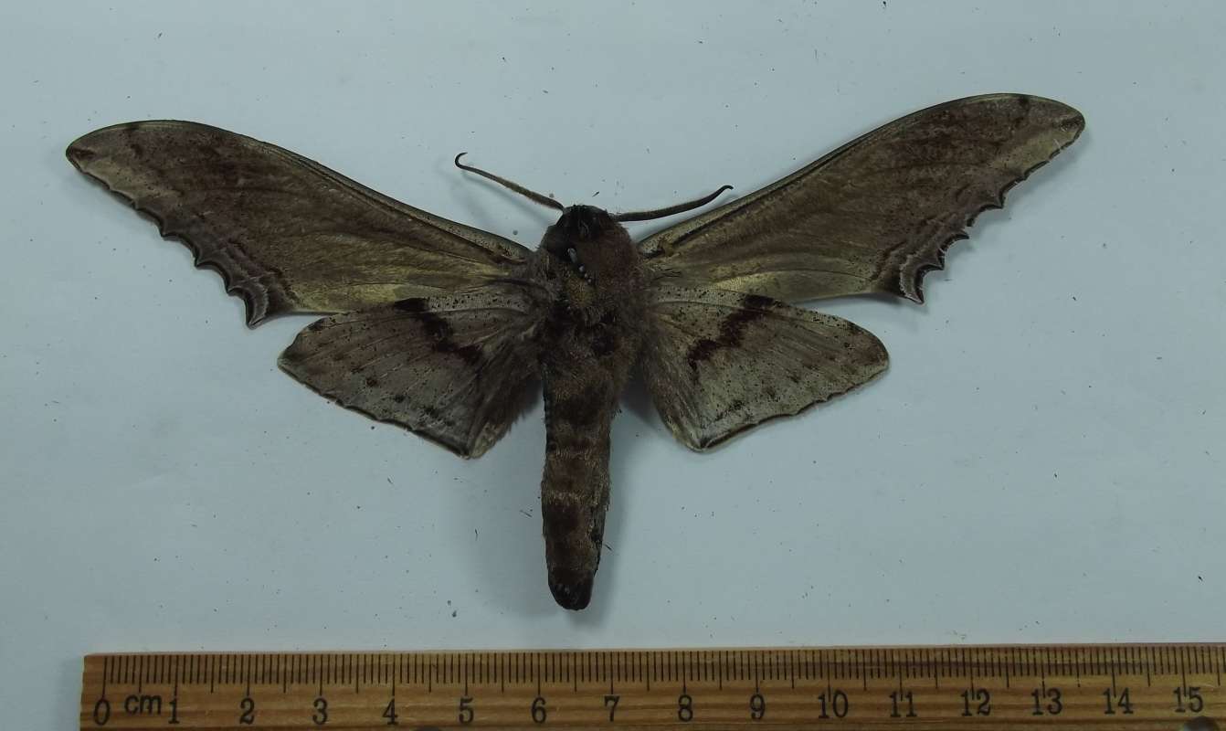 Female - Ventral View<br>(Origin of the Specimen: Laos)