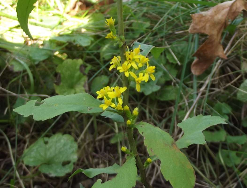 Flowers<br>(Origin of the Specimen: Ornamental, McHenry Co, Illinois)