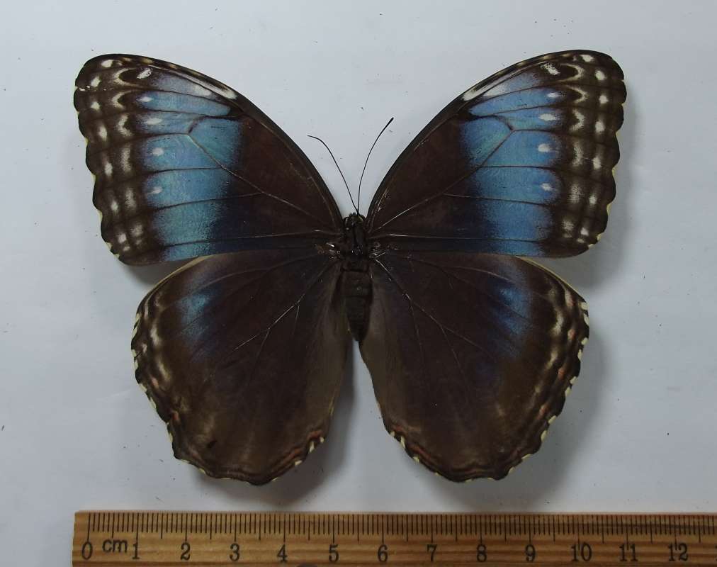 Female - Tiny Blue in Rear Wing<br>(Origin of the Specimen: Costa Rica, Dec. 2008)