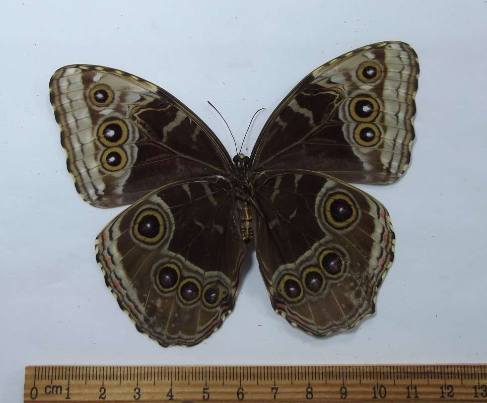 Female - Ventral - Tiny Blue in Rear Wing<br>(Origin of the Specimen: Costa Rica, Dec. 2008)