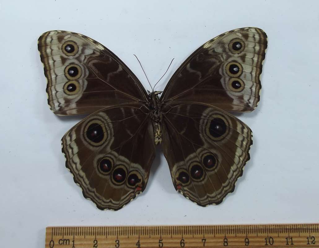 Male - Tiny Blue - Ventral View<br>(Origin of the Specimen: Golfeto, Costa Rica, March 2015)