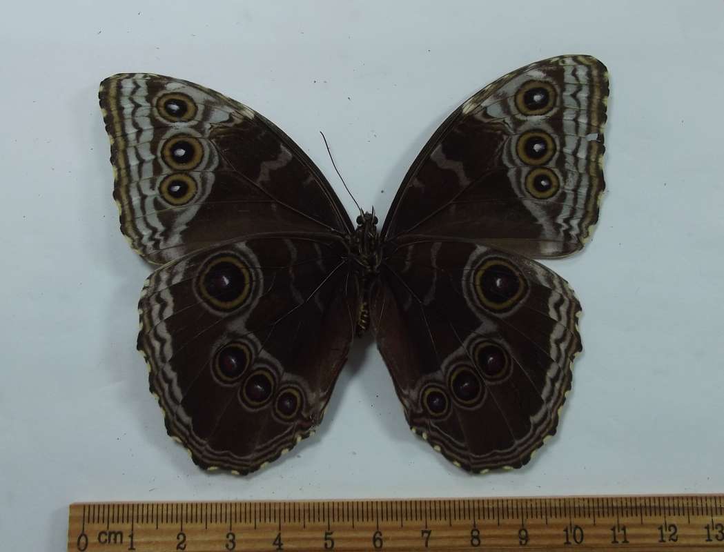 Female - Ventral - Violet Hue<br>(Origin of the Specimen: Golfto, Costa Rica, March 2015)