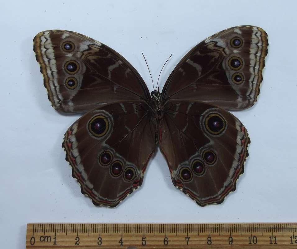 Male - Ventral View<br>(Origin of the Specimen: Golfeto, Costa Rica, March 2015)
