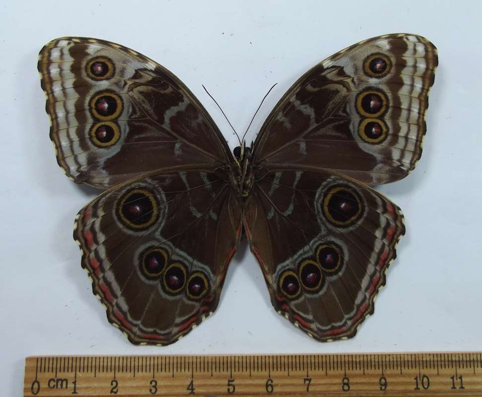 Male - Vental View<br>(Origin of the Specimen: Gofleto, Costa Rica, March 2015)