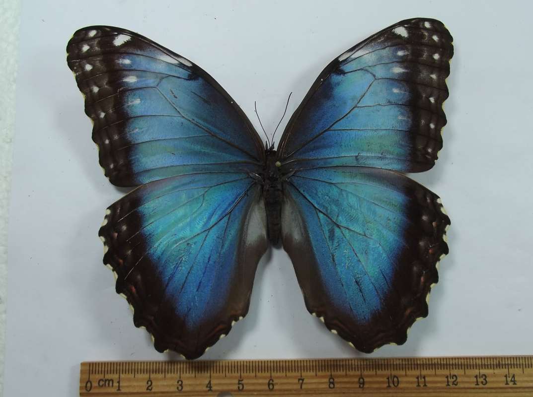 Female - Dorsal Viee - Weak Veil<br>(Origin of the Specimen: Golfeto, Costa Rica, March 2015)