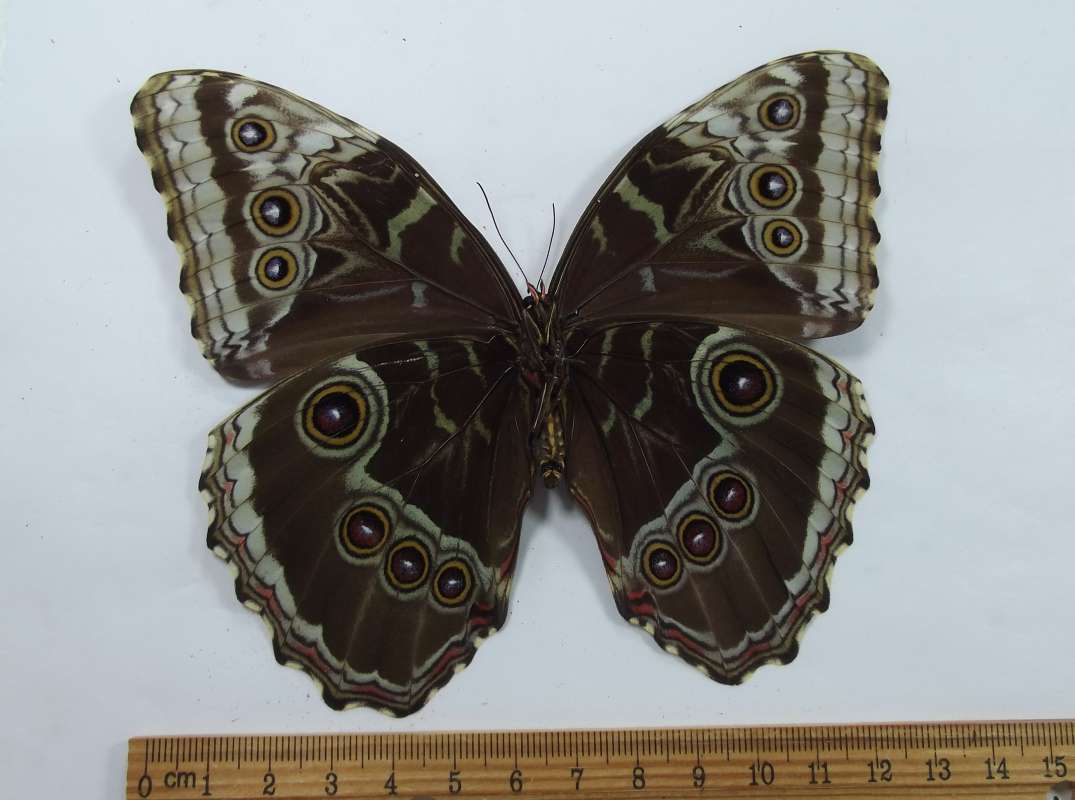 Female - Ventral View - Weak Veil<br>(Origin of the Specimen: Golfeto, Costa Rica, March 2015)