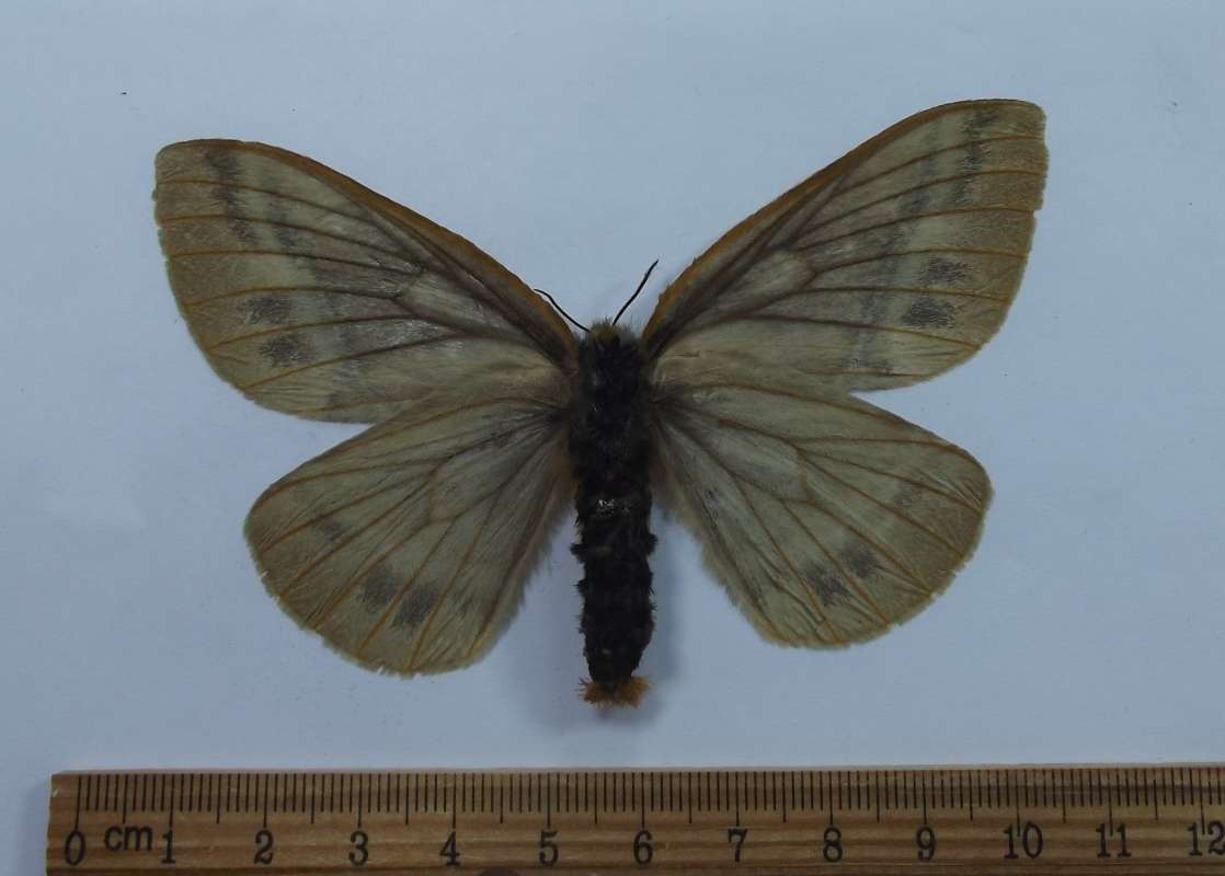 Female - Ventral View<br>(Origin of the Specimen: Ecuador, May 2002)