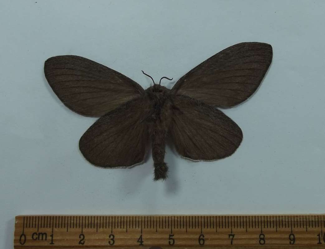 Female - Ventral View<br>(Origin of the Specimen: Patagonia, Artizona, July 2014)